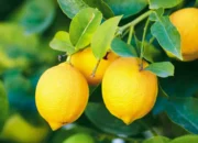 Lemons: One of the World’s Healthiest Foods